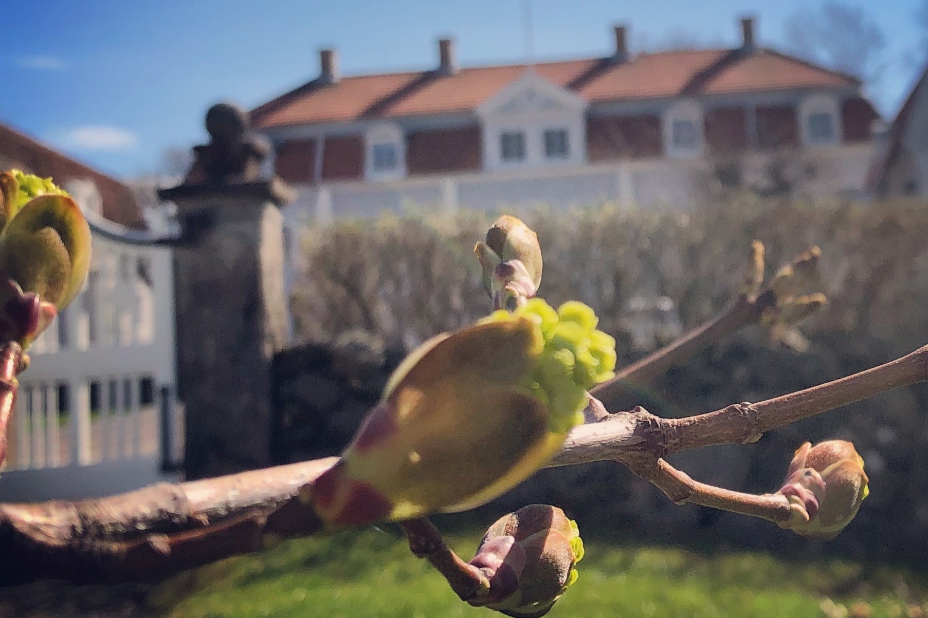 vårknopp, herrgård i bakgrund