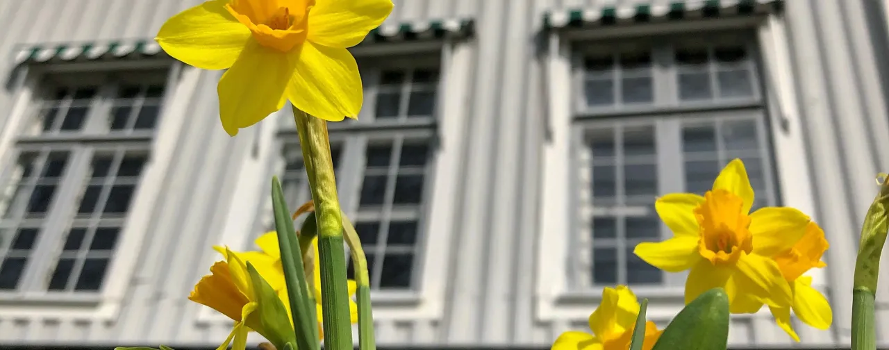 påskliljor framför trähus