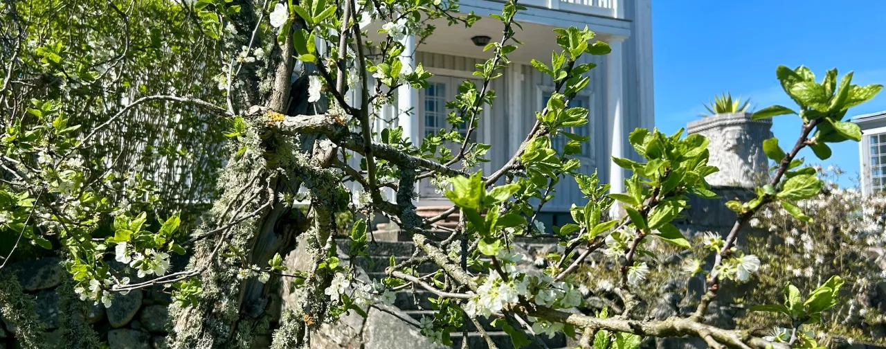 blommande äppleträd, herrgård