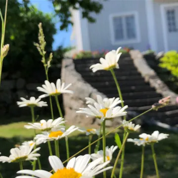 prästkragar, stentrappa, herrgård, sommar