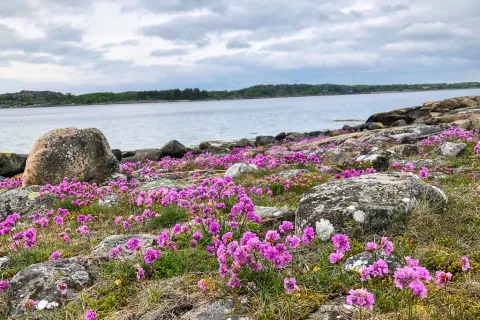 blommande trift vid havet
