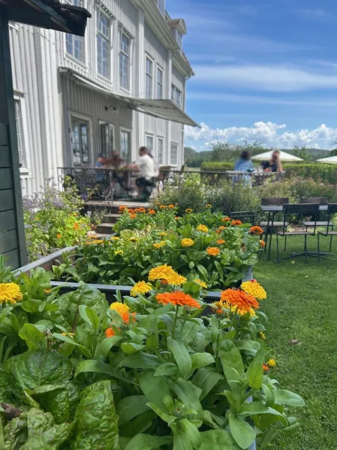 pallkragor med tagetes, altan herrgård i bakgrund