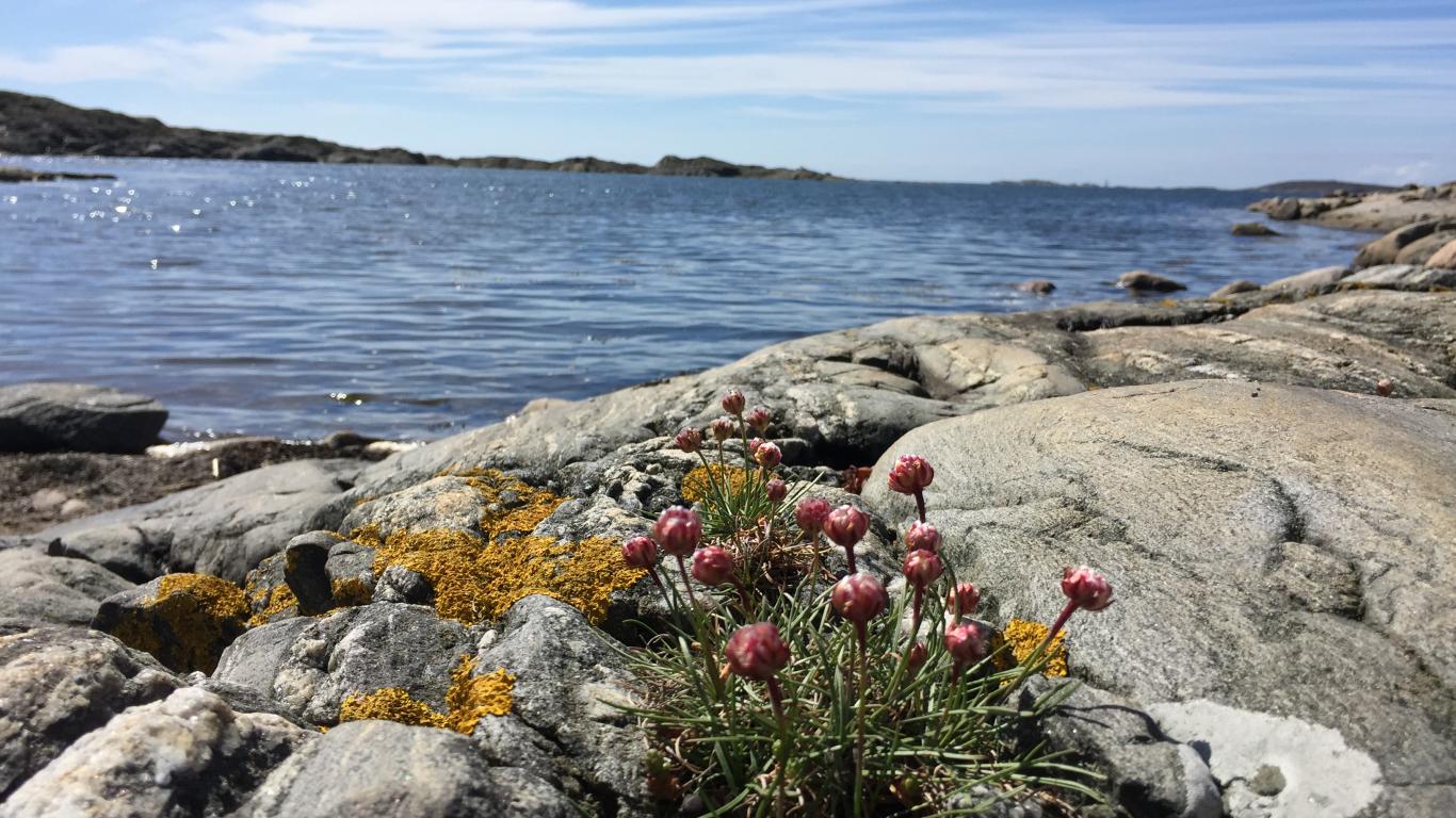 Utsikt från Tofta Naturreservat - en av Bohusläns pärlor