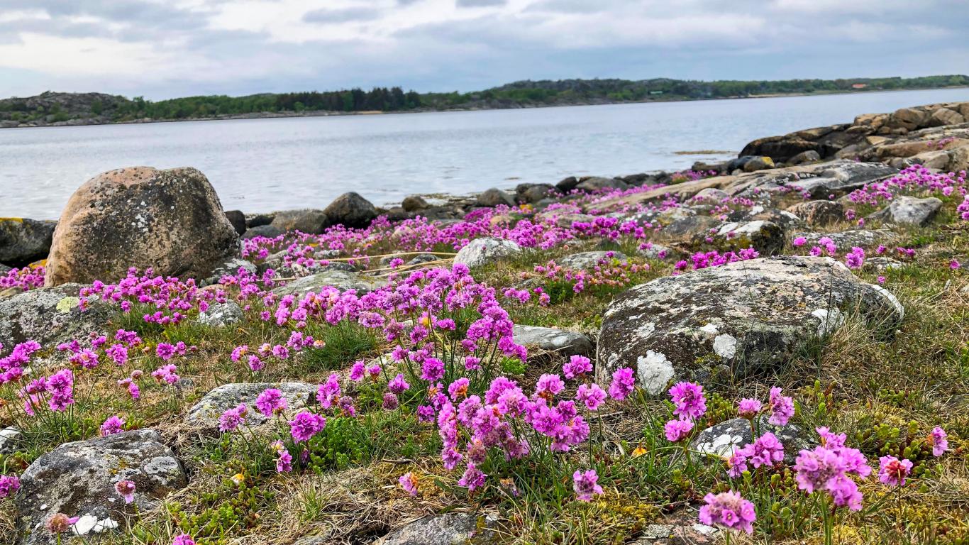 Blommande klipport i Tofta naturreservat